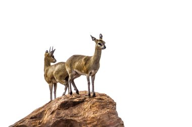 Killspringer Kruger National park, Güney Afrika için; Nakit Oreotragus oreotragus aile Bovidae