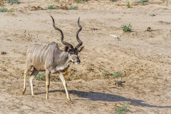 Greater Kudu Kruger National Park Sudáfrica Specie Tragelaphus Strepsiceros Family —  Fotos de Stock