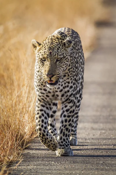 Leopardo Parque Nacional Kruger Sudáfrica Especie Panthera Pardus Familia Felidae — Foto de Stock