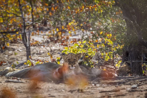 Afrika aslanı Kruger Ulusal Parkı, Güney Afrika; Specie Panthera leo ailesi Felidae