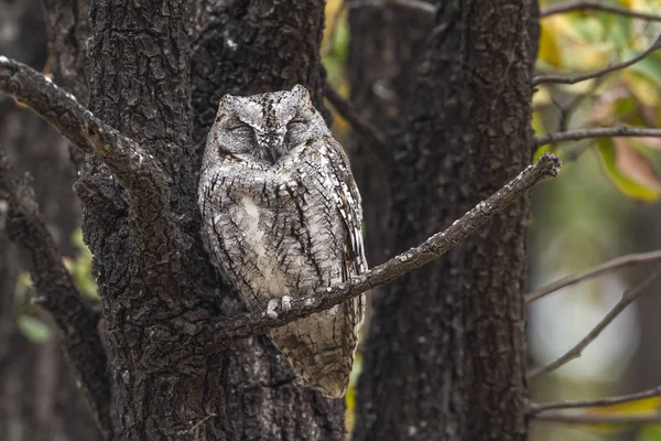 African Scops Owl Kruger National Park South Africa Specie Otus — Stock Photo, Image