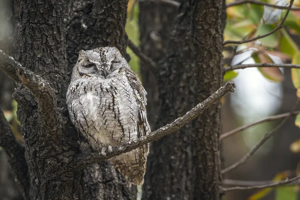 African Scops Owl Kruger National Park South Africa Specie Otus — Stock Photo, Image