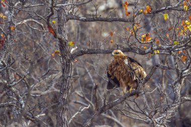 Wahlberg'ın kartal Kruger National park, Güney Afrika için; Nakit Hieraaetus wahlbergi ailesi türü