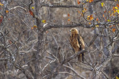 Wahlberg'ın kartal Kruger National park, Güney Afrika için; Nakit Hieraaetus wahlbergi ailesi türü