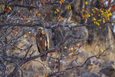 Wahlberg'ın kartal Kruger National park, Güney Afrika için; Nakit Hieraaetus wahlbergi ailesi türü