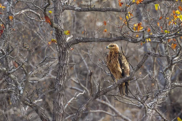 Wahlberg Eagle Kruger National Park South Africa Specie Hieraaetus Wahlbergi — стоковое фото