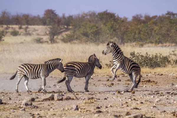 Slätterna Zebra Kruger National Park Sydafrika Arten Equus Quagga Burchellii — Stockfoto