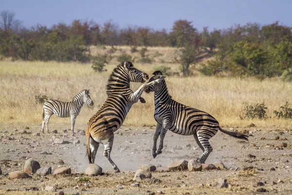 Plains Zebra Kruger National Park Sudáfrica Especie Equus Quagga Burchellii — Foto de Stock