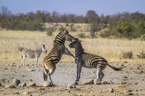 Zebra Das Planícies Parque Nacional Kruger África Sul Espécie Equus — Fotografia de Stock