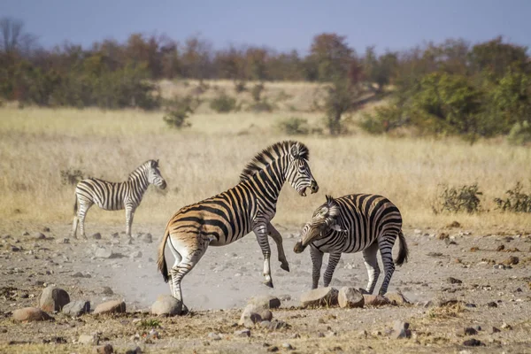Zèbre Des Plaines Dans Parc National Kruger Afrique Sud Famille — Photo