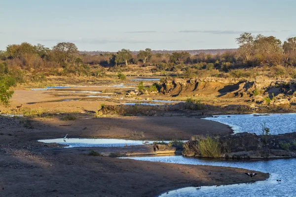 Swingwedzi Річка Південній Африці Національний Парк Крюгера — стокове фото