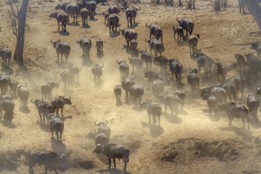 Kruger National park, Güney Afrika Afrika manda; Nakit Syncerus caffer aile Bovidae