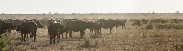 Búfalo Africano Parque Nacional Kruger África Sul Espécie Syncerus Caffer — Fotografia de Stock