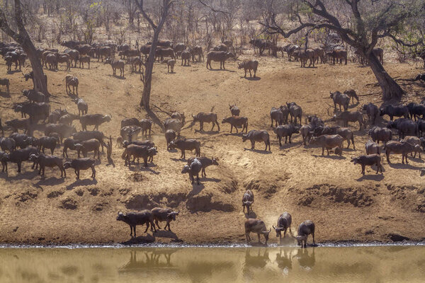 African buffalo in Kruger National park, South Africa ; Specie Syncerus caffer family of Bovidae