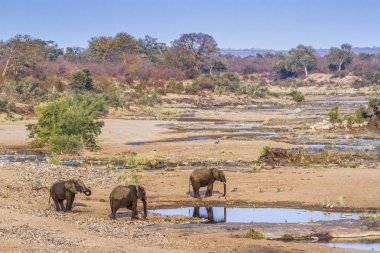 Afrika bush fil Kruger National park, Güney Afrika için; Nakit Loxodonta africana ailesi fil