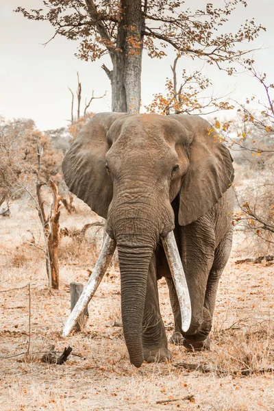 非洲灌木大象在克鲁格国家公园 Elephantidae 非洲象属基利坎贝尔家族的钱币 — 图库照片