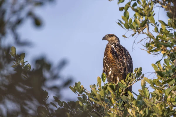 Orel Nejmenší Krugerův Národní Park Jižní Afrika Specie Falco Naumanni — Stock fotografie