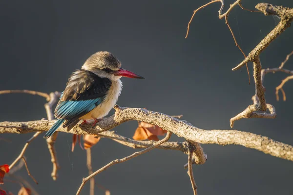 Brown Kingfisher Kruger National Park Güney Afrika Için Kapşonlu Nakit — Stok fotoğraf