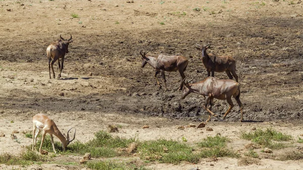 Wspólne Tsessebe Kruger National Park Afryka Południowa Gatunku Damaliscus Lunatus — Zdjęcie stockowe