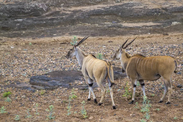 Patria Comune Nel Parco Nazionale Kruger Sud Africa Specie Taurotragus — Foto Stock