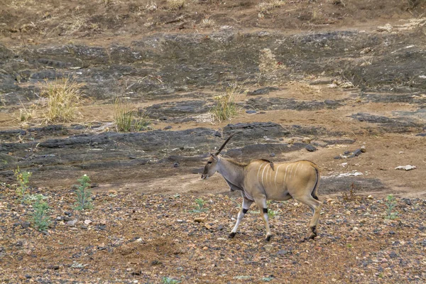 Common Eland Kruger National Park Sudáfrica Specie Taurotragus Oryx Family —  Fotos de Stock