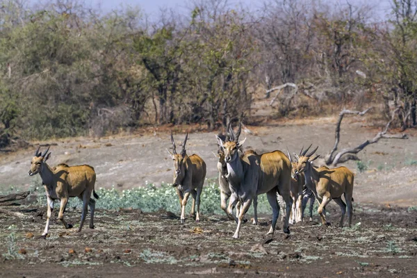 Pręga Kruger National Park Afryka Południowa Specie Taurotragus Oryx Rodziny — Zdjęcie stockowe