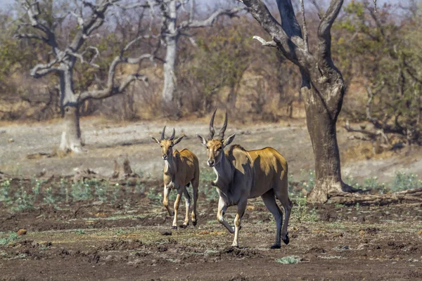 Gemensamma Eland Kruger National Park Sydafrika Specie Taurotragus Oryx Familjen — Stockfoto