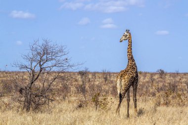 Zürafa Kruger National park, Güney Afrika için; Nakit zürafa zürafa aile Giraffidae