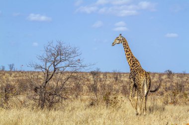 Zürafa Kruger National park, Güney Afrika için; Nakit zürafa zürafa aile Giraffidae