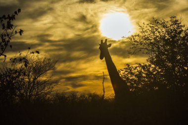 Zürafa Kruger National park, Güney Afrika için; Nakit zürafa zürafa aile Giraffidae