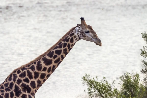 Girafa Parque Nacional Kruger África Sul Espécie Giraffa Camelopardalis Família — Fotografia de Stock