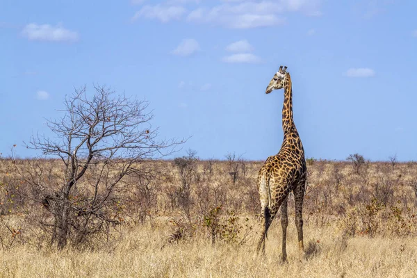 キリンのクルーガー国立公園 南アフリカ共和国 キリンの正貨キリン家族 — ストック写真