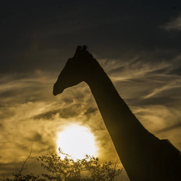 Girafa Parque Nacional Kruger África Sul Espécie Giraffa Camelopardalis Família — Fotografia de Stock