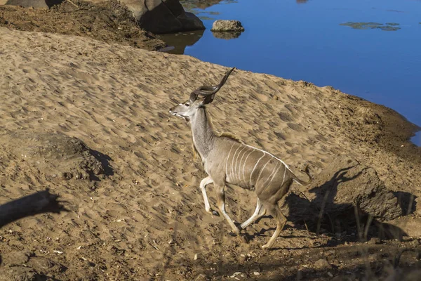 Większa Kudu Kruger National Park Afryka Południowa Specie Tragelaphus Strepsiceros — Zdjęcie stockowe