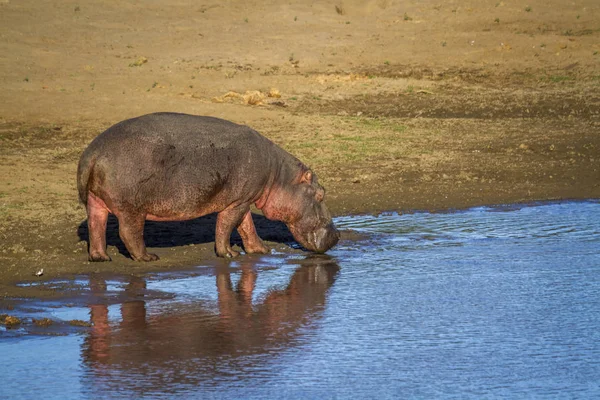 Nijlpaard Kruger National Park Zuid Afrika Specie Hippopotamus Amphibius Familie — Stockfoto