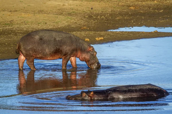 Hroch Krugerův Národní Park Jižní Afrika Specie Hippopotamus Amphibius Rodina — Stock fotografie