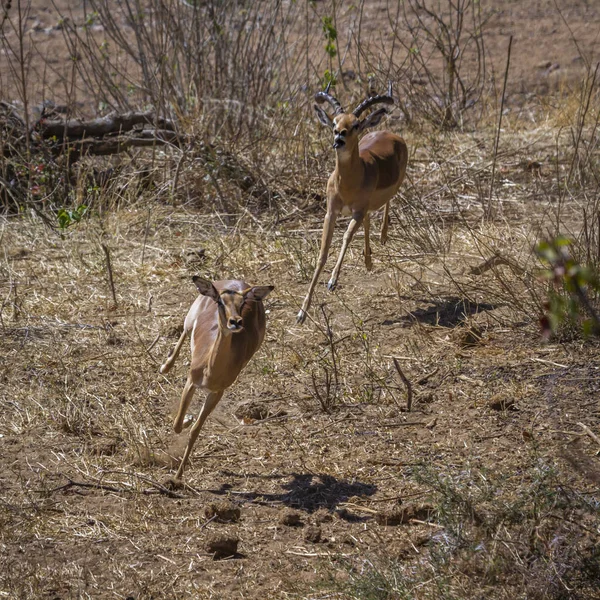 Common Impala Kruger National Park Sudáfrica Specie Aepyceros Melampus Family —  Fotos de Stock