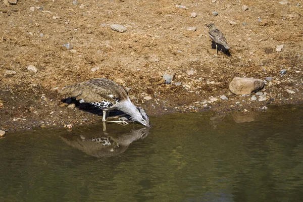 Avutarda Kori Parque Nacional Kruger Sudáfrica Especie Ardeotis Kori Familia — Foto de Stock