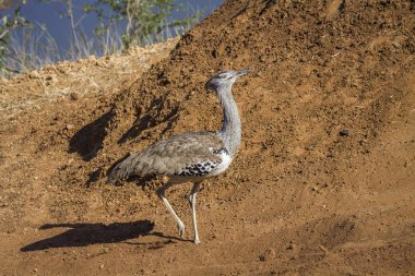 Kori damla Kruger National park, Güney Afrika için; Otididae nakit Ardeotis kori ailesi