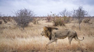 Afrika aslanı Kruger Ulusal Parkı, Güney Afrika; Specie Panthera leo ailesi Felidae