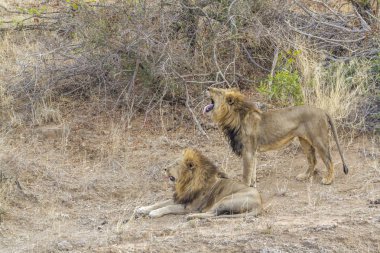Afrika aslanı Kruger Ulusal Parkı, Güney Afrika; Specie Panthera leo ailesi Felidae