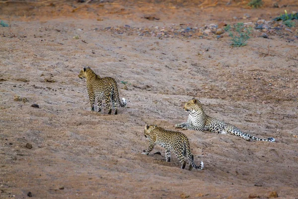 Леопард Національний Парк Крюгера Пар Виду Panthera Заводу Сімейства Котячих — стокове фото