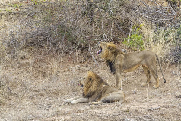 Afrikanischer Löwe Krüger Nationalpark Südafrika Familie Panthera Leo Von Felidae — Stockfoto