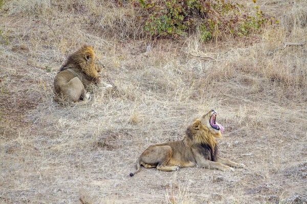 Afrikai Oroszlán Kruger Nemzeti Parkban Dél Afrika Faj Panthera Leo — Stock Fotó