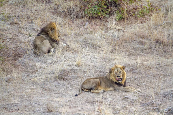 Leão Africano Parque Nacional Kruger África Sul Espécie Panthera Leo — Fotografia de Stock