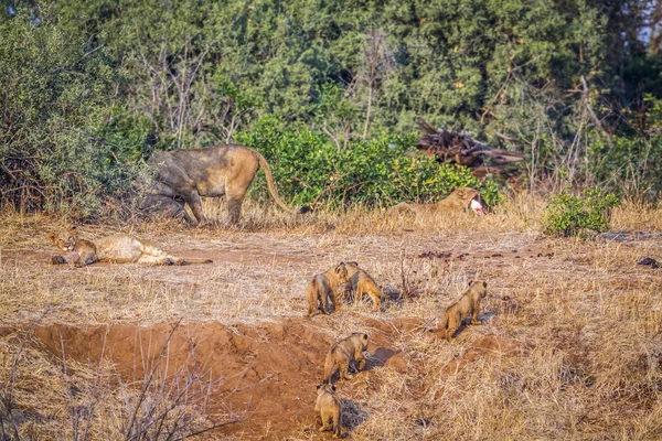 Afrikanskt Lejon Kruger Nationalpark Sydafrika Art Panthera Leo Familj Felidae — Stockfoto