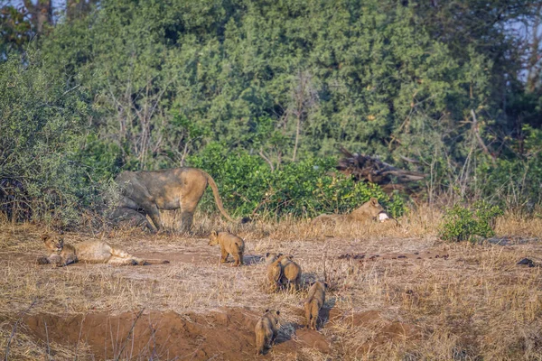 Африканский Лев Национальном Парке Крюгер Южная Африка Видовое Семейство Panthera — стоковое фото