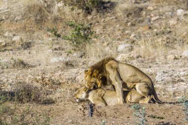 Afrika aslanı Kruger Ulusal Parkı, Güney Afrika; Specie Panthera leo ailesi Felidae