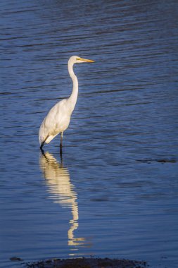 Western büyük ak balıkçıl Kruger National park, Güney Afrika için; Nakit Ardea alba ailesi Ardeidae 