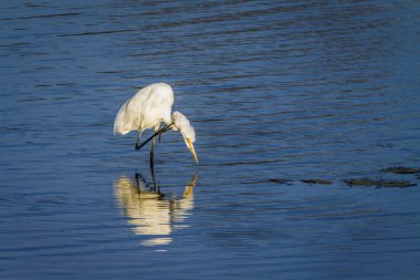 Western büyük ak balıkçıl Kruger National park, Güney Afrika için; Nakit Ardea alba ailesi Ardeidae 